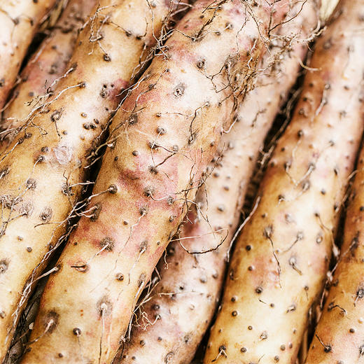 河南温县 · 垆土铁棍山药 商品图0