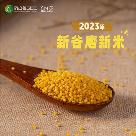 现货发售 任小米2023当季小米新谷子新小米沙漠节水小米 商品图2