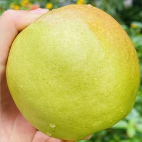 玉露香梨| 梨中之魁首🍐玉贵香梨.秋贵妃～～ 目前少有的鲜梨，集合了香梨、秋月、翠玉所有梨的优点，果肉呈蜂蜜色，肉质酥嫩，水润香甜，咬一口一汪蜜汁酥到化了，蜂蜜般的甜，吃完满口香气