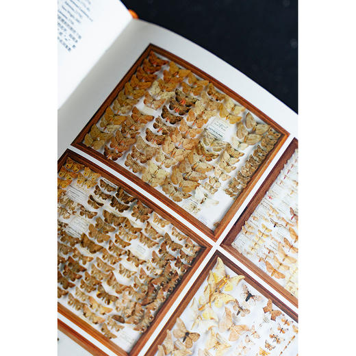 蝴蝶圣经：牛津大学典藏图谱 《琼斯图谱》完整收录，约1600幅手绘 六大洲的856个物种 昆虫科普图鉴图书 商品图3