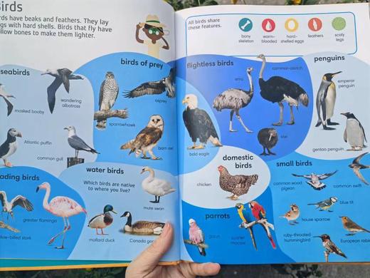 💥正版爆款入手！！《DK.1000Animal Words》原版英文引进DK热门好书！！还支持小蝌蚪小达人点读👍😍超精美插图+DK智慧树排版 商品图3