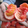 甄源|主推|山东海阳普罗旺斯西红柿4.5-5斤单果2.5两以上约10-16个 商品缩略图1