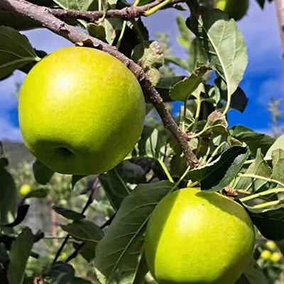 哈巴庄园王林苹果 商品图2