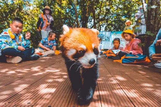 寒假仅余3期有位！速抢【2026寒假 | 奢玩西双版纳亲子6天5晚】4晚洲际+1晚小熊猫庄园，光酒店都值！动植物专家伴游讲解，五星好评爆款！过「高奢」版向往生活！ 商品图8