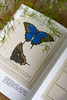 蝴蝶圣经：牛津大学典藏图谱 《琼斯图谱》完整收录，约1600幅手绘 六大洲的856个物种 昆虫科普图鉴图书 商品缩略图2