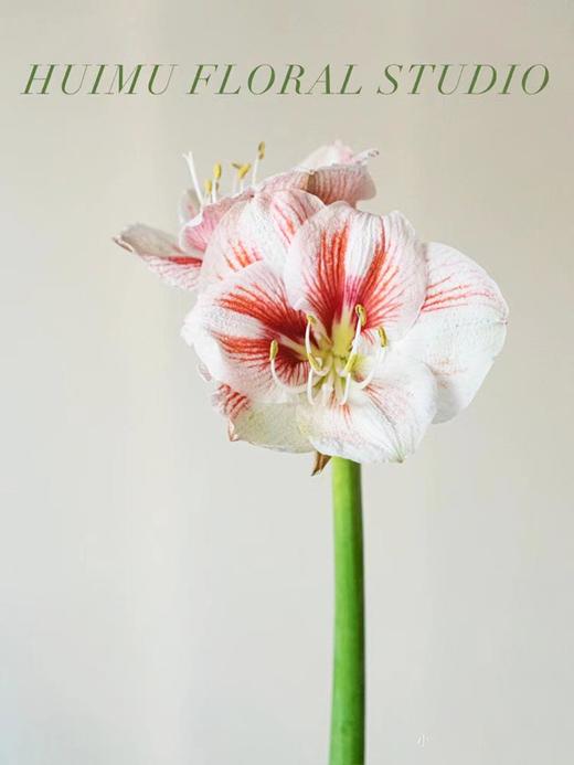 荷兰进口朱顶红鲜切花水培插花1支 商品图3