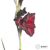 剑兰 | 黑牡丹 商品缩略图4
