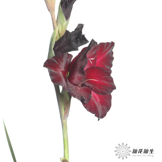 剑兰 | 黑牡丹 商品图4