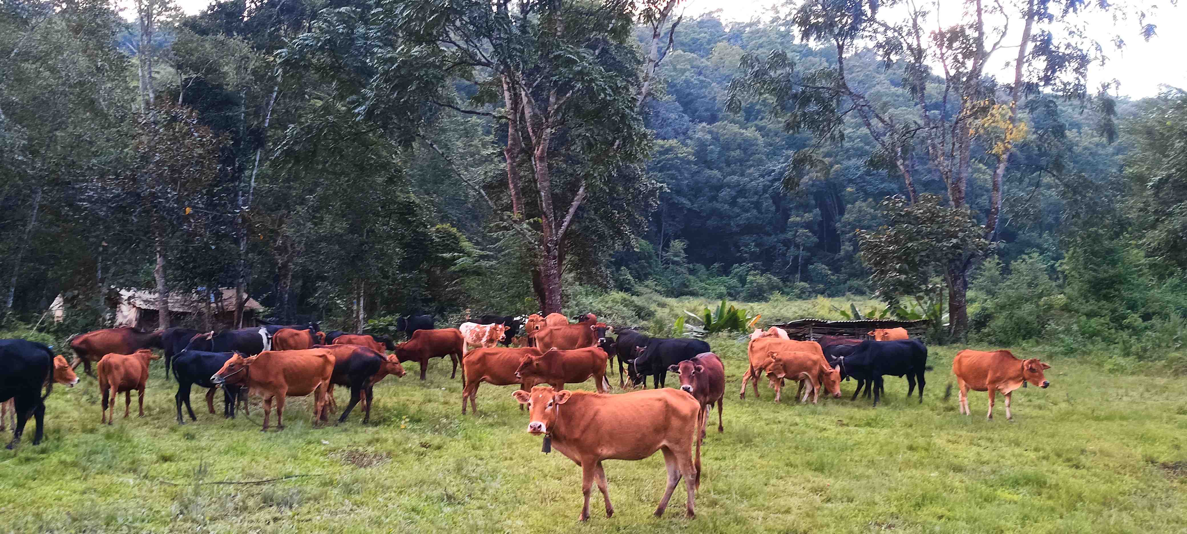 安叶家自产生态黄牛满138 包邮