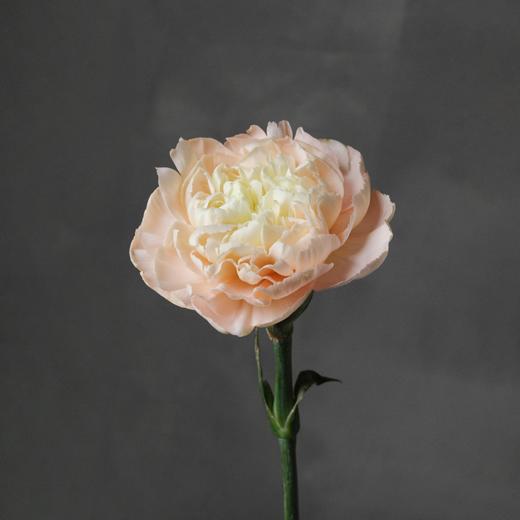 雷格马龙康乃馨 Carnation 商品图1