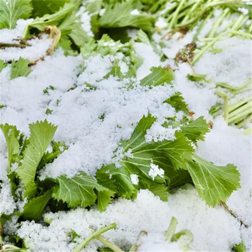 【鄞州雪菜】严选冬春新鲜雪里蕻，传统古法坑腌，配料只有雪里蕻、水和食用盐，无添加，保留本真鲜味。清脆可口，鲜美开胃，更是烹调伴侣，下饭神器，80g*5袋/盒，第三方仓发货，江浙沪皖包邮~ 商品图3