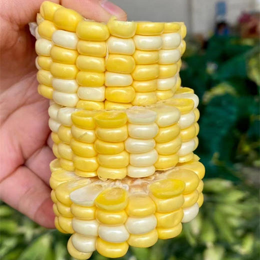 云南水果玉米 | 新鲜现摘 商品图3