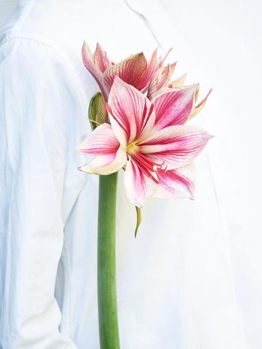 荷兰进口朱顶红鲜切花水培插花1支 商品图1