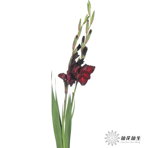 剑兰 | 黑牡丹 商品图1