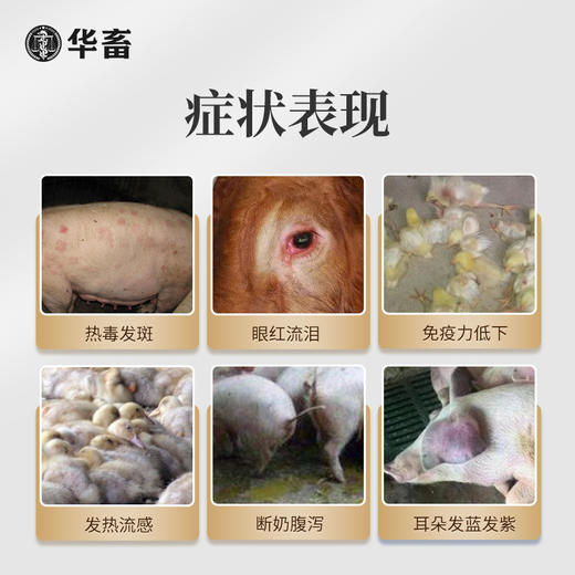 华畜兽用黄连解毒散500g 泻火解毒 抗病毒 甄选中药材 疗效更好 禽畜通用 商品图1