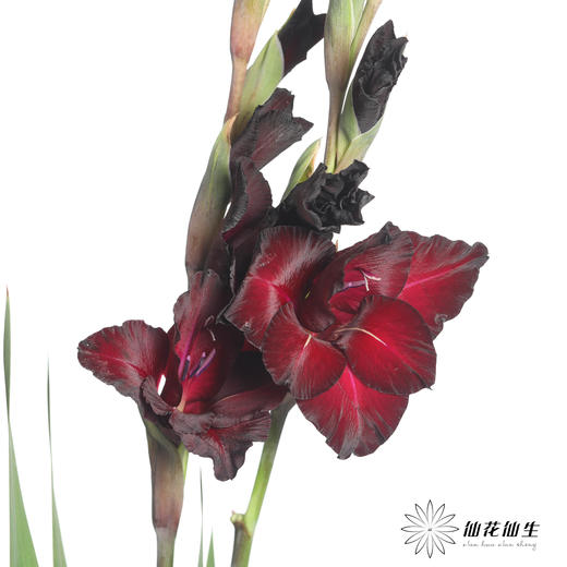 剑兰 | 黑牡丹 商品图0