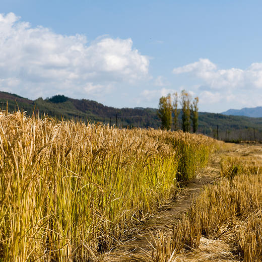【积分兑换】 | 阿福视界发芽糙米，自带胚芽，东北粗粮富含γ氨基丁酸 免泡糙米 商品图3