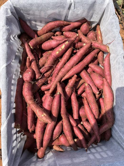 云南生态甘姬蜜芋4.5斤/箱 商品图1