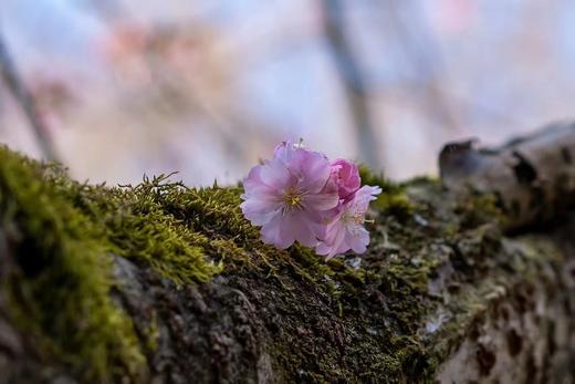 一行禅｜茶器 商品图4