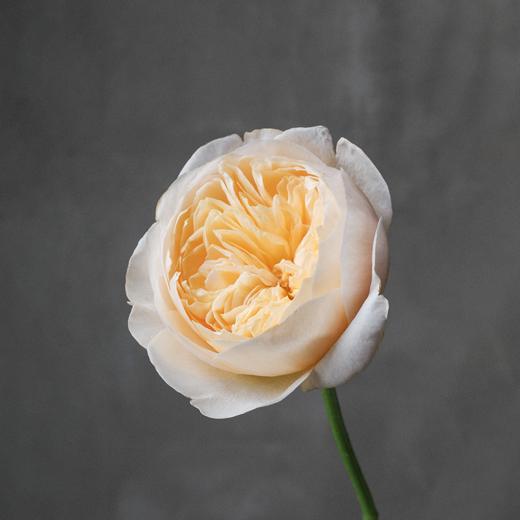 朱丽叶 Juliet Rose 商品图1