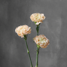 雷格马龙康乃馨 Carnation