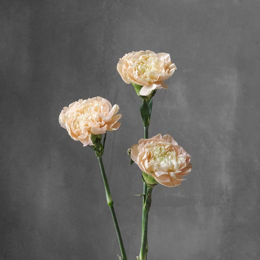 雷格马龙康乃馨 Carnation 商品图0