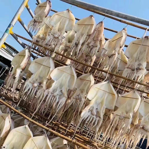 东山岛|鲜晒墨鱼|干野生特级干货 |煲汤煲粥好食材 商品图2