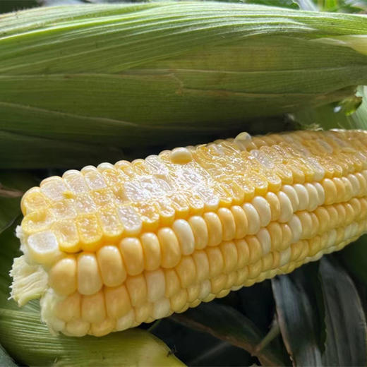 云南水果玉米 | 新鲜现摘 商品图2
