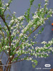 国产花材-【雪柳花】 商品缩略图0