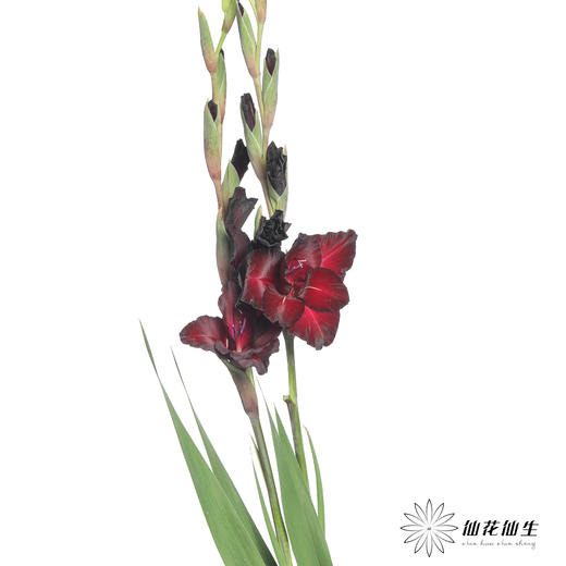 剑兰 | 黑牡丹 商品图3