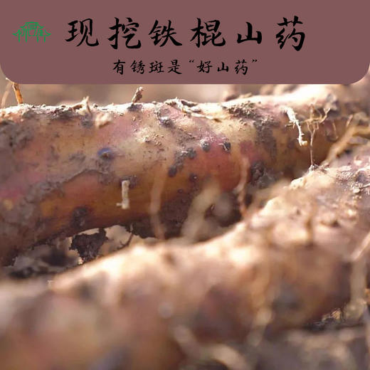 温县垆土地铁棍山药 生态种植产地直发 2.5kg/箱 商品图5