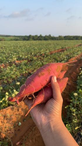 云南生态甘姬蜜芋4.5斤/箱