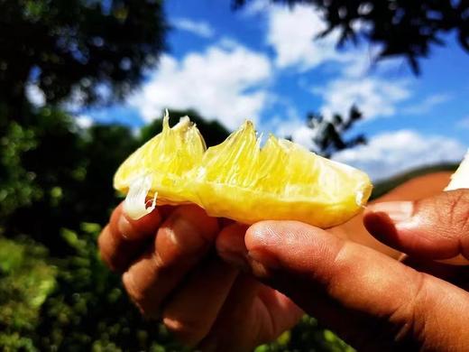 合作产品/生态柳丁（绿皮冰糖橙） 商品图2