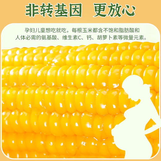太粮东北黄糯玉米  真空包装整箱8条1.76kg 商品图6