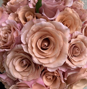 国产玫瑰-【莫泊】