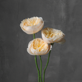 朱丽叶 Juliet Rose