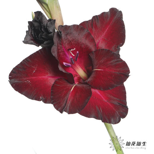 剑兰 | 黑牡丹 商品图2