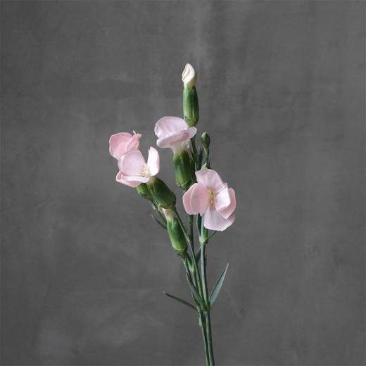 蝴蝶康乃馨 Carnation 商品图0