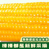 太粮唐顿农庄黄糯玉米真空包装整箱8条1.76kg 商品缩略图2