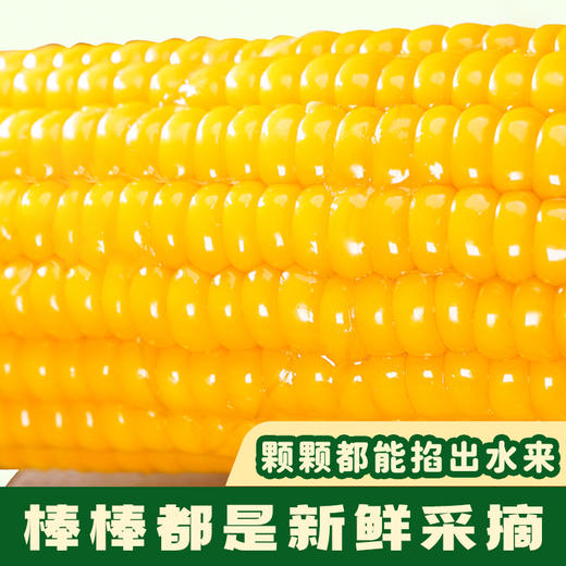 太粮唐顿农庄黄糯玉米真空包装整箱8条1.76kg 商品图2