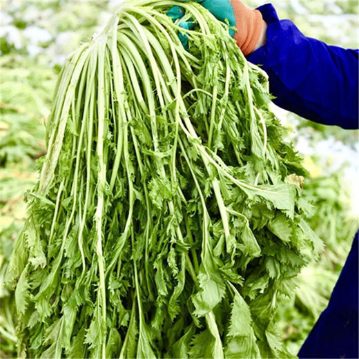 【鄞州雪菜】严选冬春新鲜雪里蕻，传统古法坑腌，配料只有雪里蕻、水和食用盐，无添加，保留本真鲜味。清脆可口，鲜美开胃，更是烹调伴侣，下饭神器，80g*5袋/盒，第三方仓发货，江浙沪皖包邮~ 商品图2