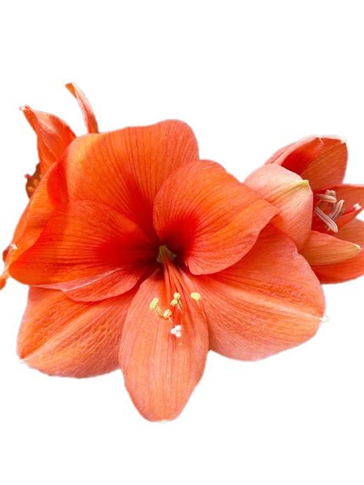 荷兰进口朱顶红鲜切花水培插花1支 商品图4