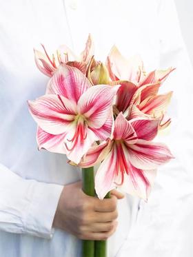 荷兰进口朱顶红鲜切花水培插花1支