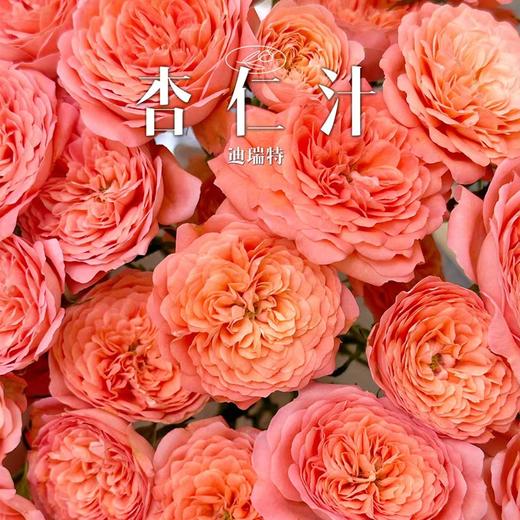 迪瑞特多头杏色果汁玫瑰花10支新品 商品图2