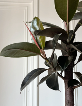 【高级感橡皮树！】简约绿植新宠，叶子黝黑，皮实好养！