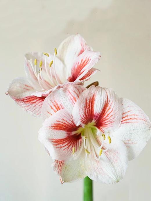 荷兰进口朱顶红鲜切花水培插花1支 商品图2