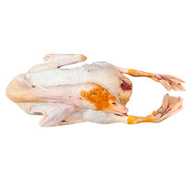 【现杀红头鸭】 奔牛沈小亚家