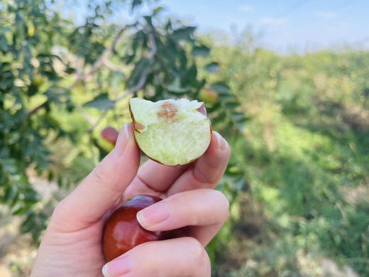 作为瓜果之乡的新疆
西瓜蜜瓜多种瓜，瓜瓜清甜
红提、青提多样提，提提优秀
还有数不清的李子、杏子
但我赌你没有尝过新疆的蟠枣
你只需吃一口就上瘾
每一颗都“甘甜如蜜，脆爽无渣”   3.8斤/箱 商品图1