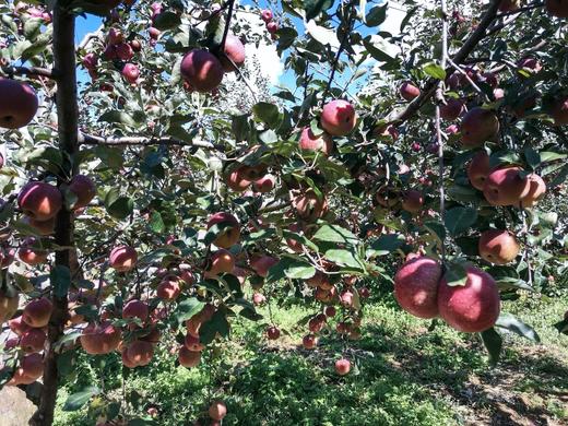 【周三配送之小区门口｜四川盐源（泸沽湖）丑苹果】盐源糖心富士苹果果肉呈米黄色，吃起来酸甜可口，酸甜相间，甜大于酸苹果味足。不打蜡、不催熟、不套袋。如风生活特惠 商品图3