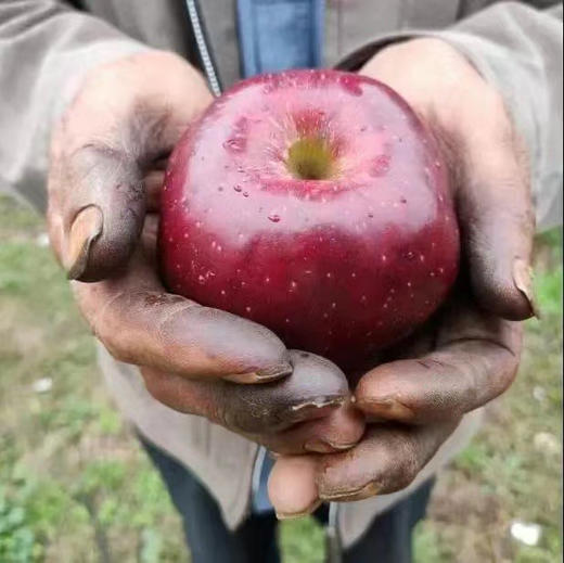 天水花牛苹果 商品图4